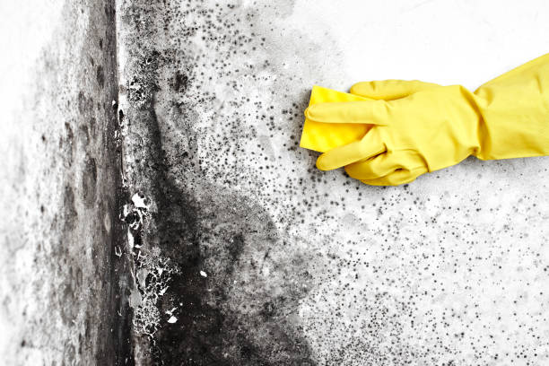 Best Mold Remediation  in Nescopeck, PA