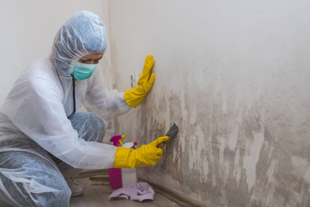 Mold Removal Process in Nescopeck, PA