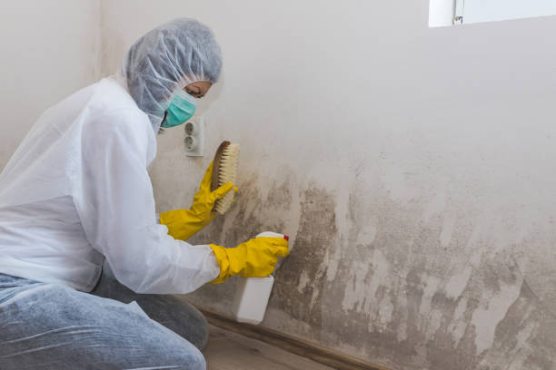 Trusted Nescopeck, PA Mold Removal Experts