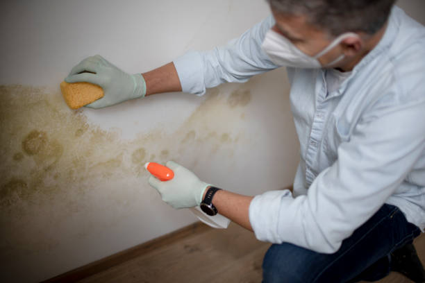 Best Black Mold Removal  in Nescopeck, PA