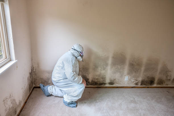 Best Mold Cleaning Services  in Nescopeck, PA