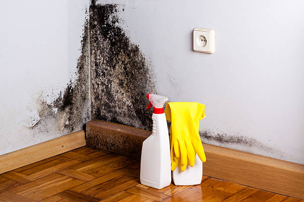 Best Office Mold Removal Services  in Nescopeck, PA