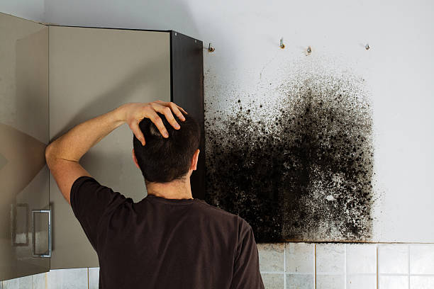 Best Mold Removal Process  in Nescopeck, PA